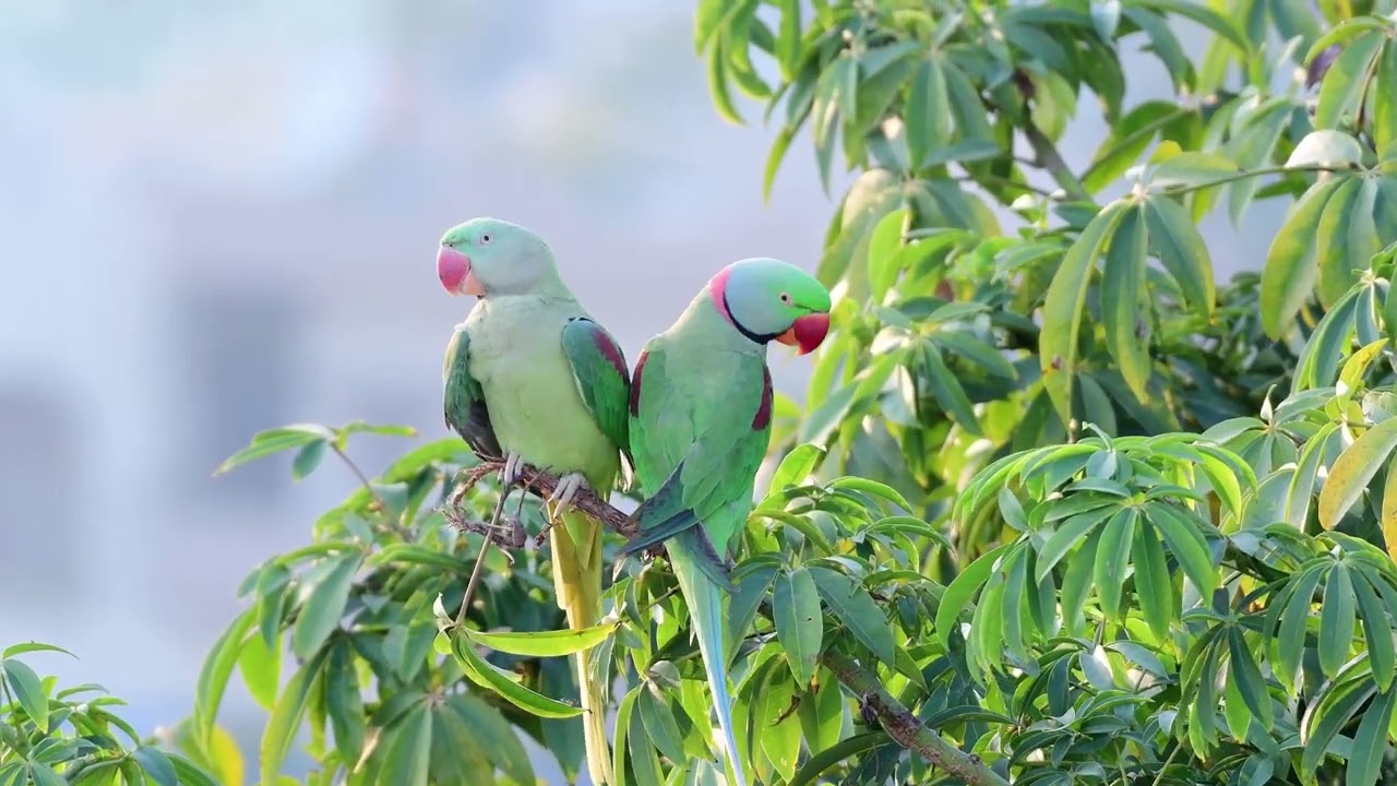 Alexdrine parakeets in love