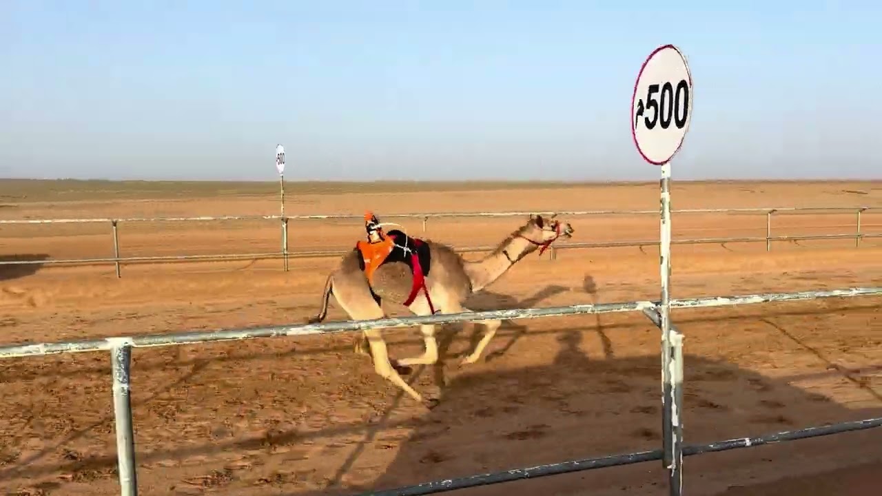 الشوط الثالث بكار مفاريد / برقية عبدالمجيد سعد العنزي