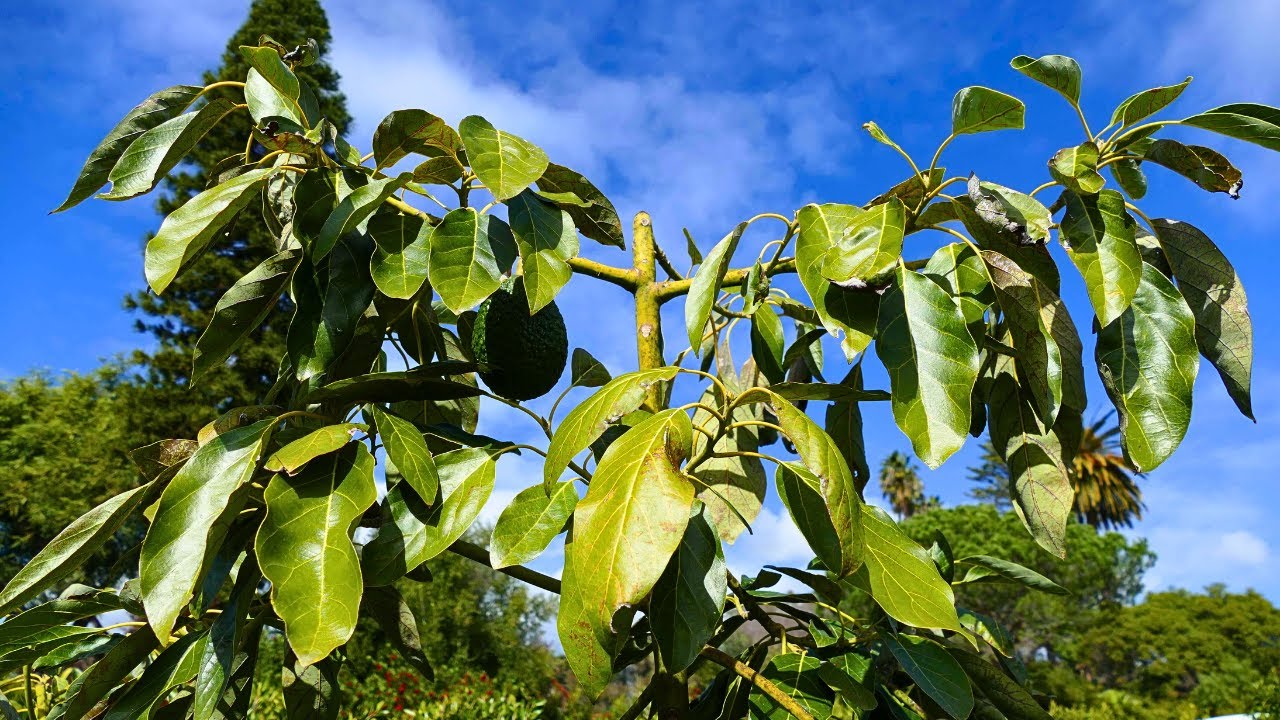 Topped Avocado Tree Update 3 Years Later