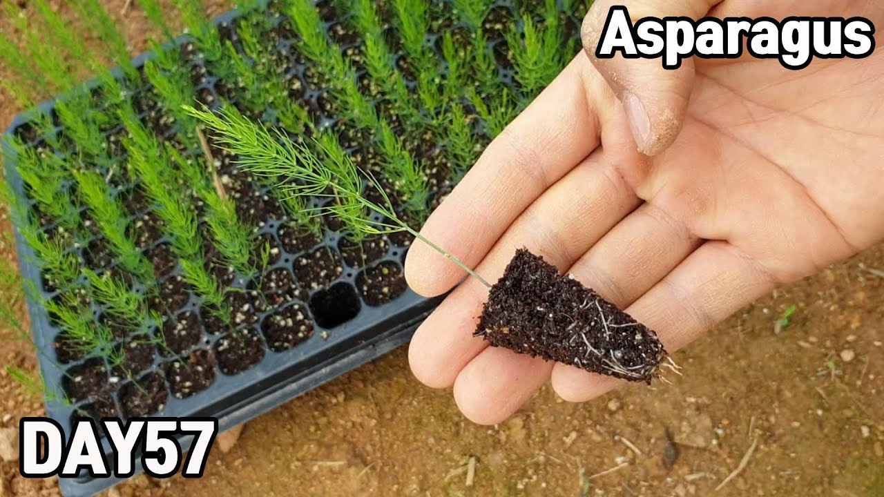 아스파라거스 키우기♥ㅣHow to grow asparagus from seeds