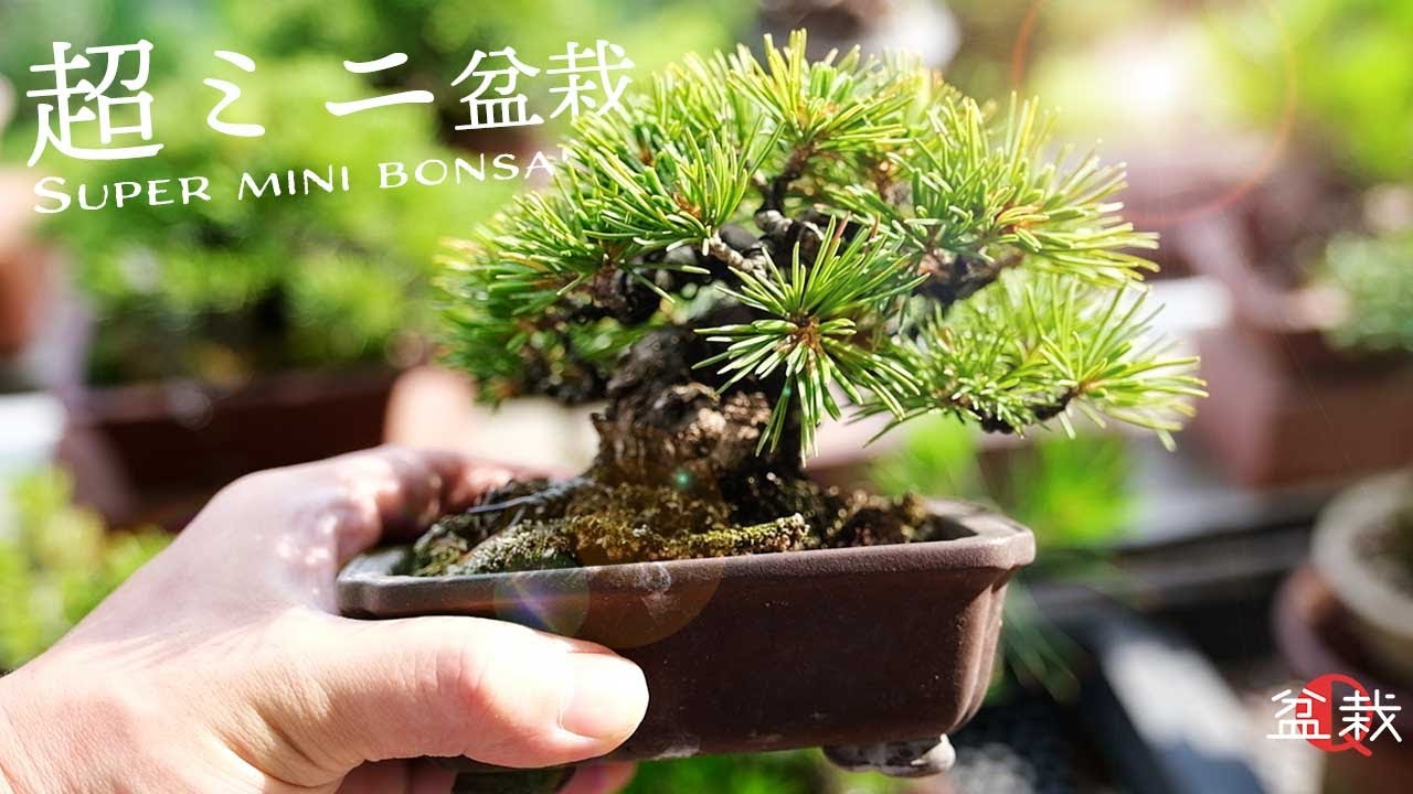 超ミニ盆栽の生産！やじま園さんの作り方を教えてもらいました【盆栽Q】