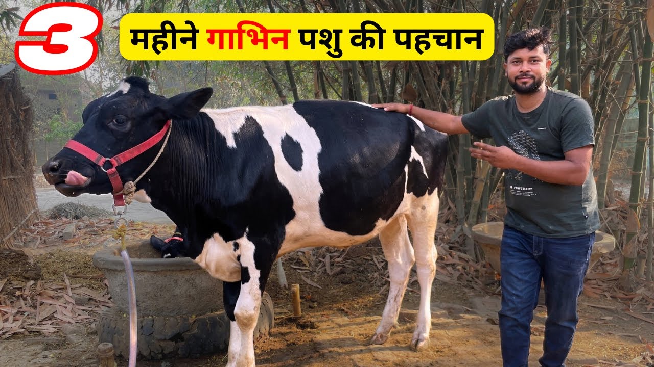 3 महीने गाभिन बछड़ी की पहचान कैसे करे | Cow Pregnant Hai Kaise Pata Chalega