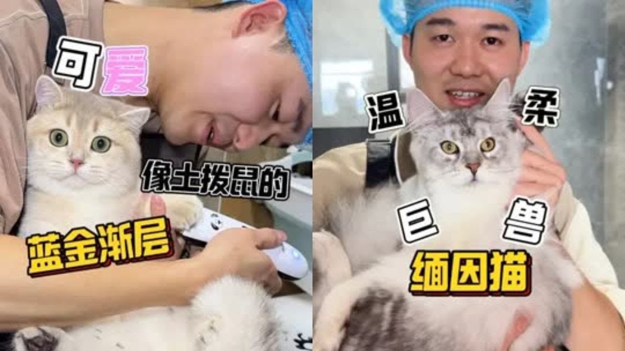 像土拨鼠一样可爱的蓝金渐层！实在是太萌啦！ #洗澡  #宠物  #貓咪洗澡 #貓咪咬人 #惡貓 #上門洗貓 #寵物 #猫咪