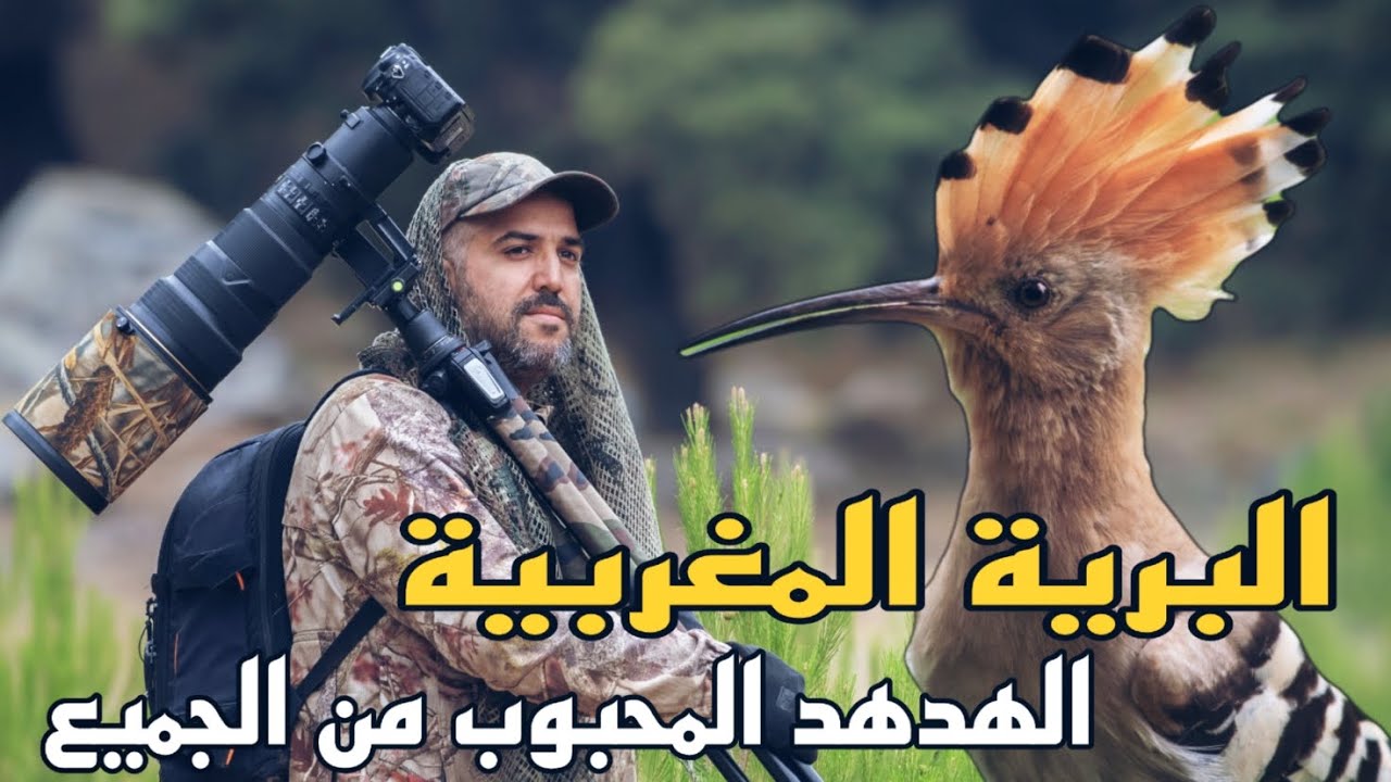 البرية المغربية : الهدهد الطائر المحبوب  Moroccan Wildlife  Hoopeo Bird