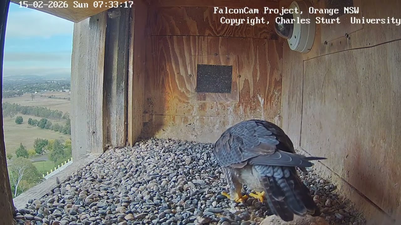 Gimbir is inspecting the box, FalconCam Project, Orange NSW, 15 February 2026