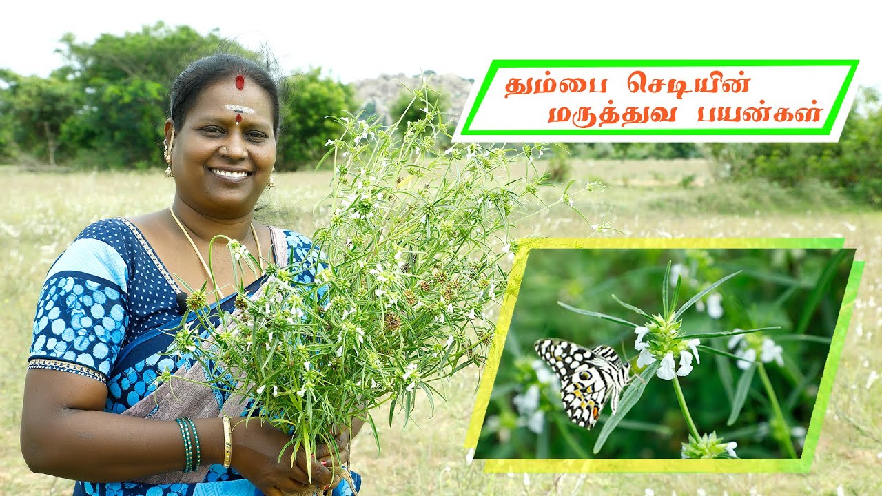 தும்பை செடியின் மருத்துவ பயன்கள்/Medicinal Uses of thumbai plant