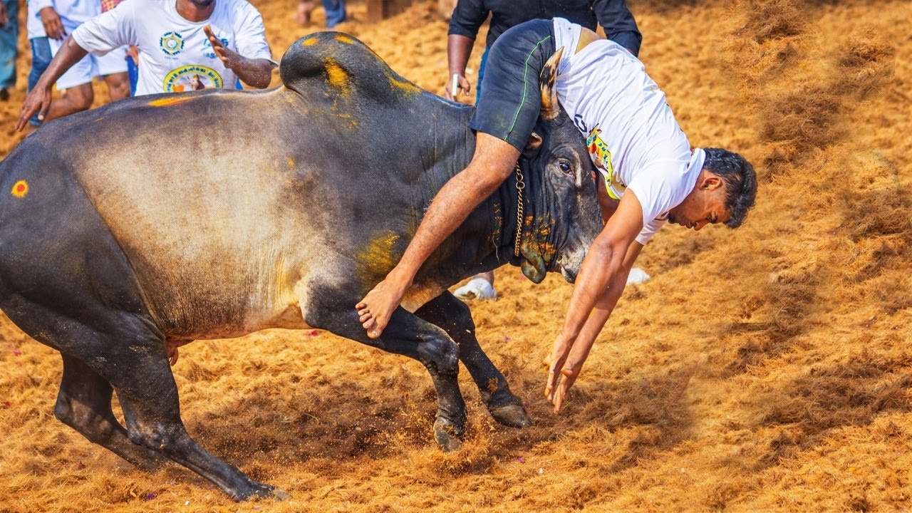 மதுரை ஜல்லிக்கட்டு வீடியோ 2026 | Madurai Keelakarai Jallikattu videos @IloveJallikattulive