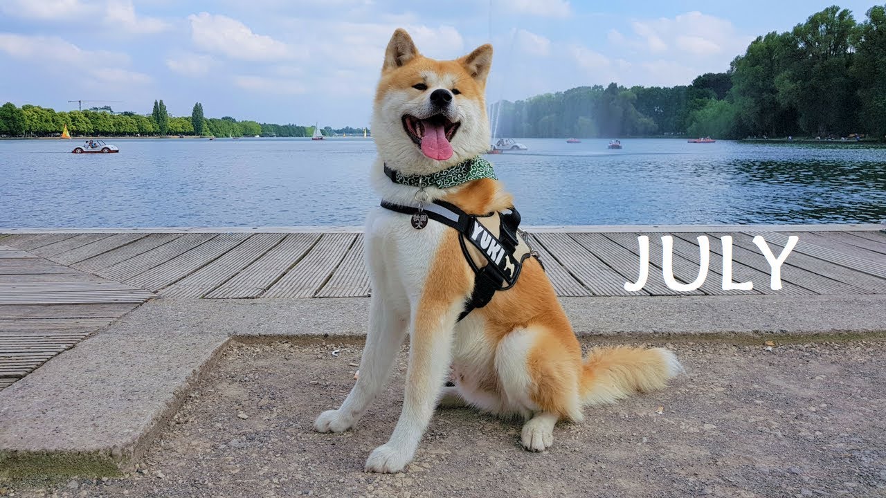 AKITA INU - July Story | 秋田犬