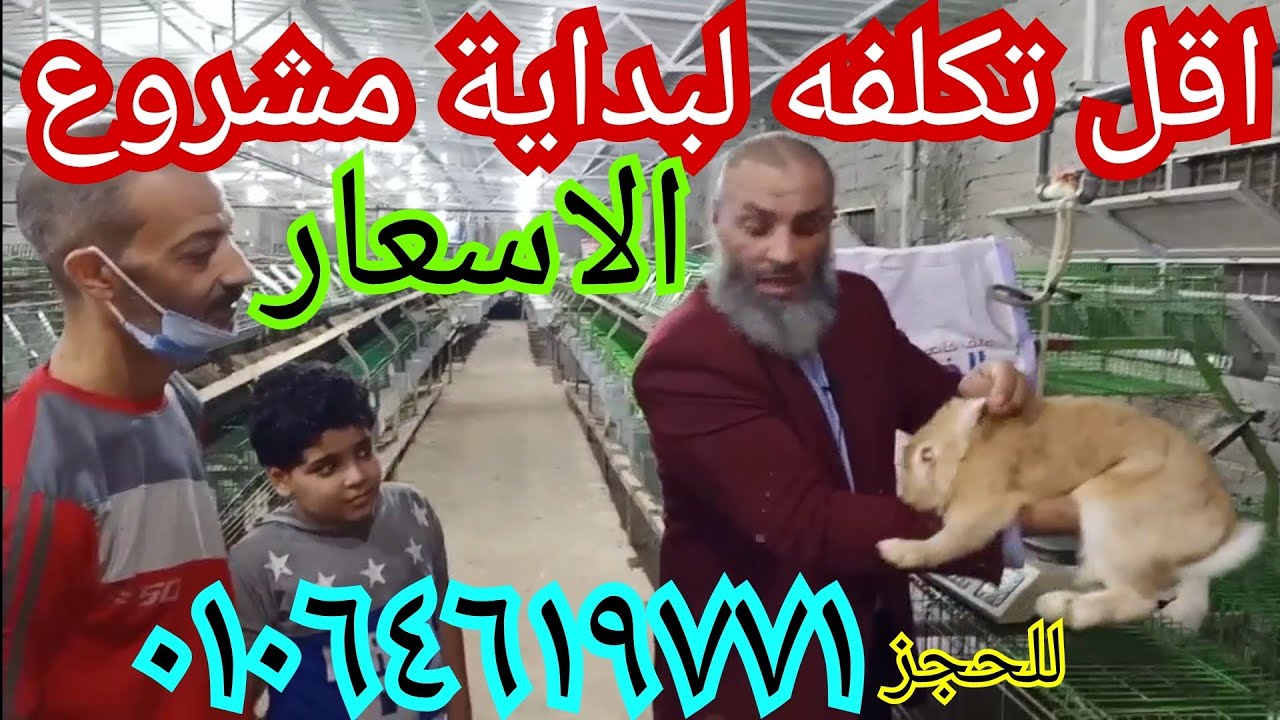 انت هتسيب شغلك و تربي ارانب هتنتج بعد ٣ شهور سوق فيهم ارنبك