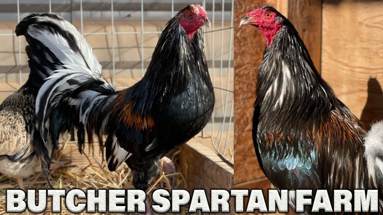 Brassback Butcher Pumpkin SPARTAN FARM - Beautiful Birds California