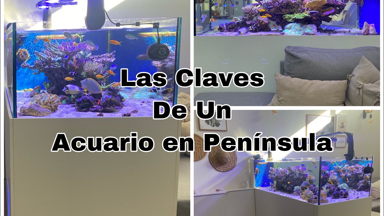 Las Claves de Tener un Acuario en Península
