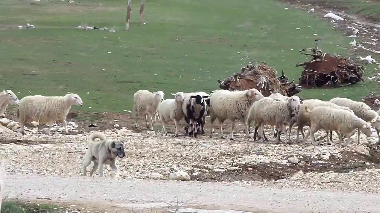 -Samatlar Köyü-