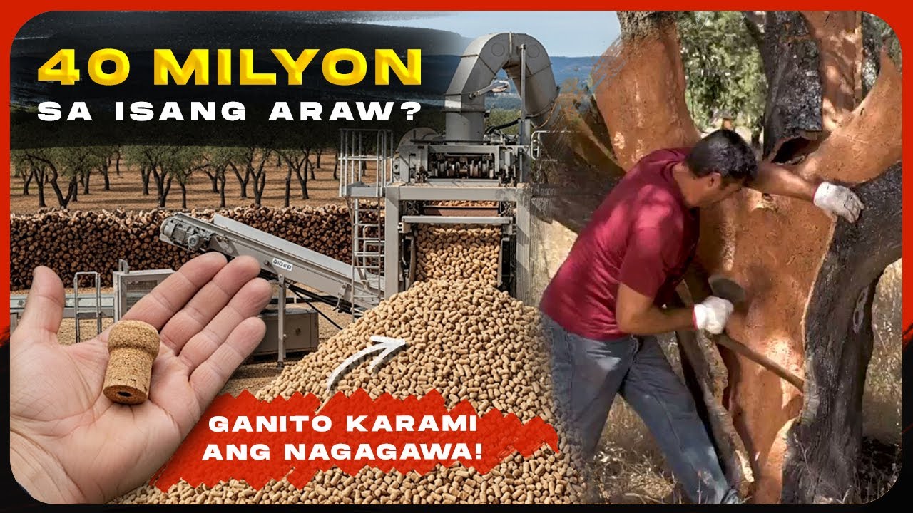Sa Punong Ito Pala Nakukuha Ang Takip ng Wine