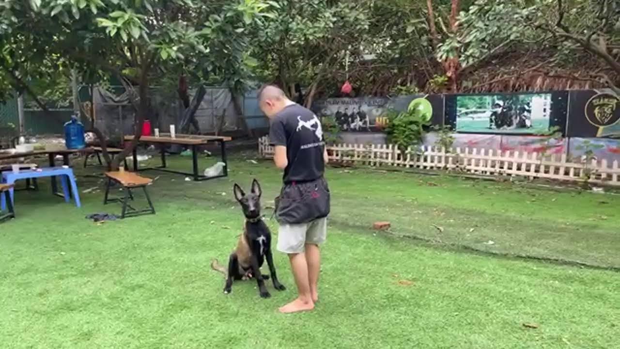 Hướng dẫn cách tập huấn luyện điều hướng chó con vâng lời, và cách cầm hạt khô khi Training.