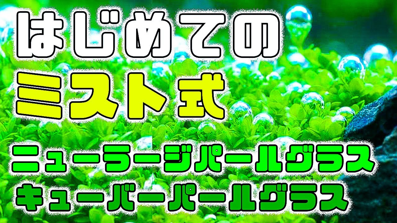 【ミスト式】簡単？水草絨毯に憧れて前景草ニューラージパールグラス植えてみた【アクアリウム初心者】