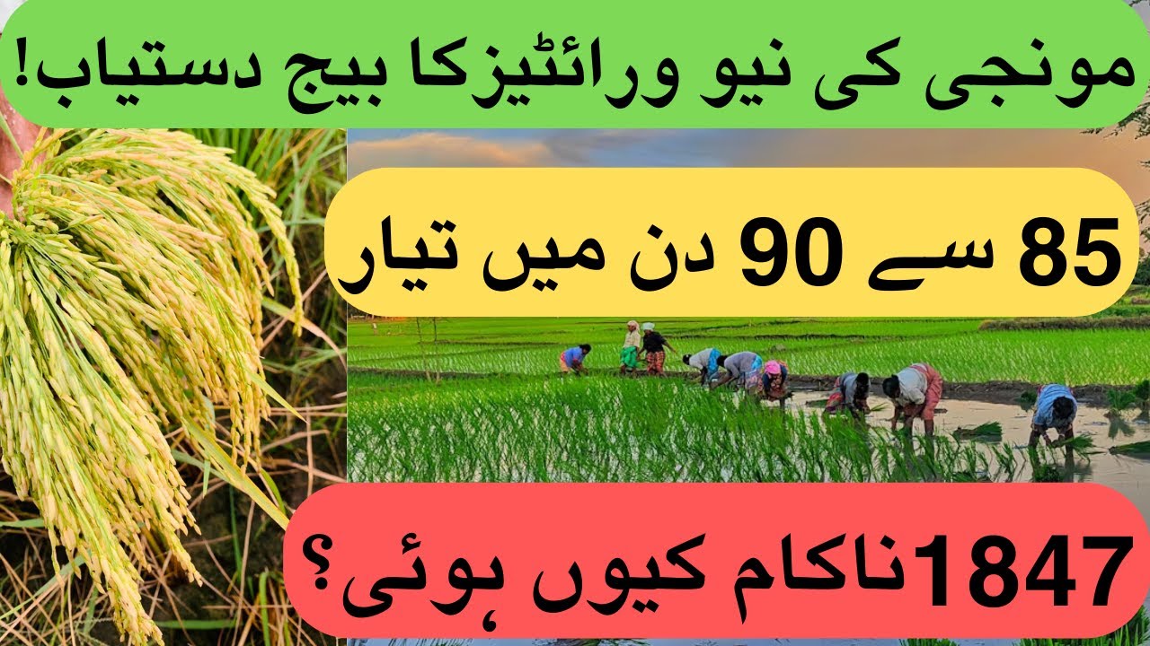 1847 Nakam Kiue Hui? | ناکام کيوں ہوئی؟ | New varieties Seeds available | #agriculturetips #farming