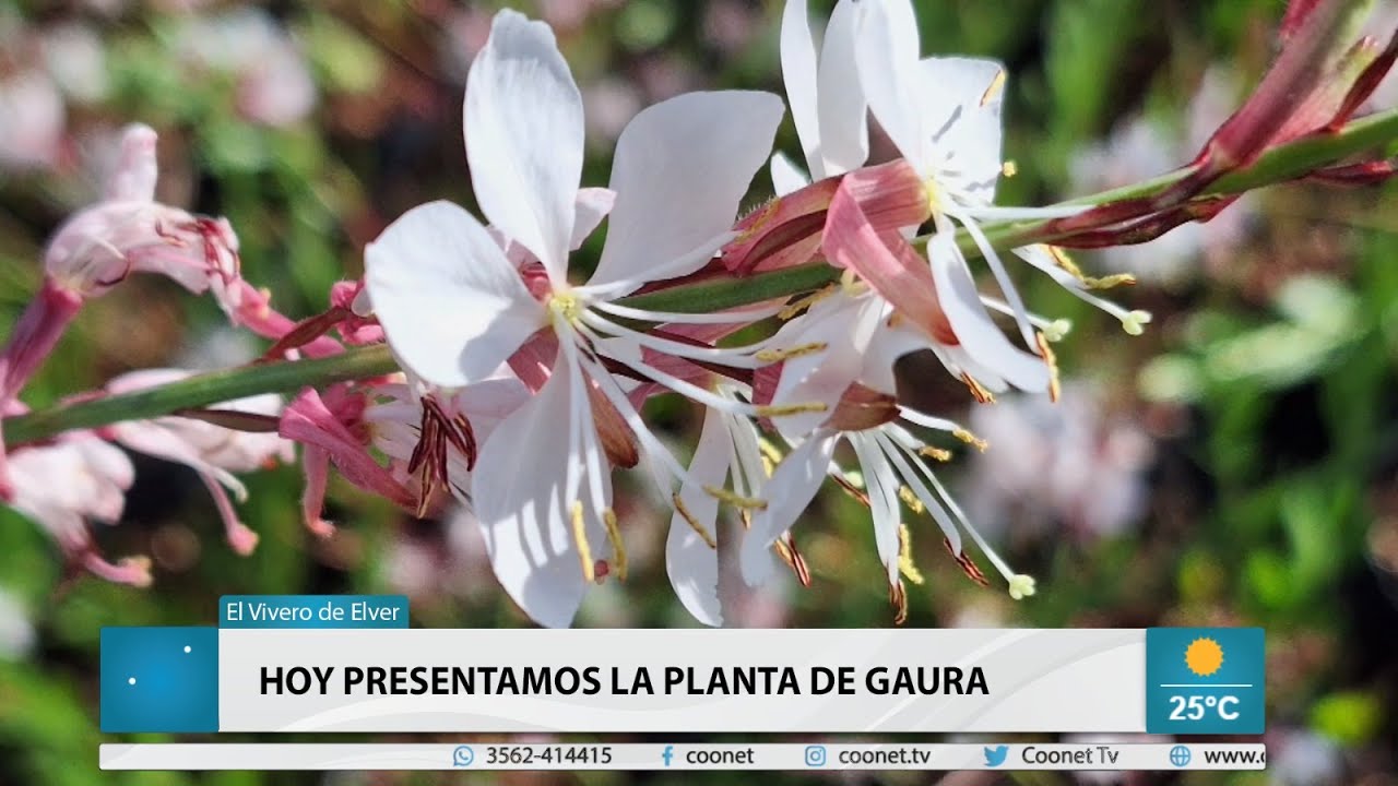 El Vivero de Elver: La planta de Gaura🌱🌿