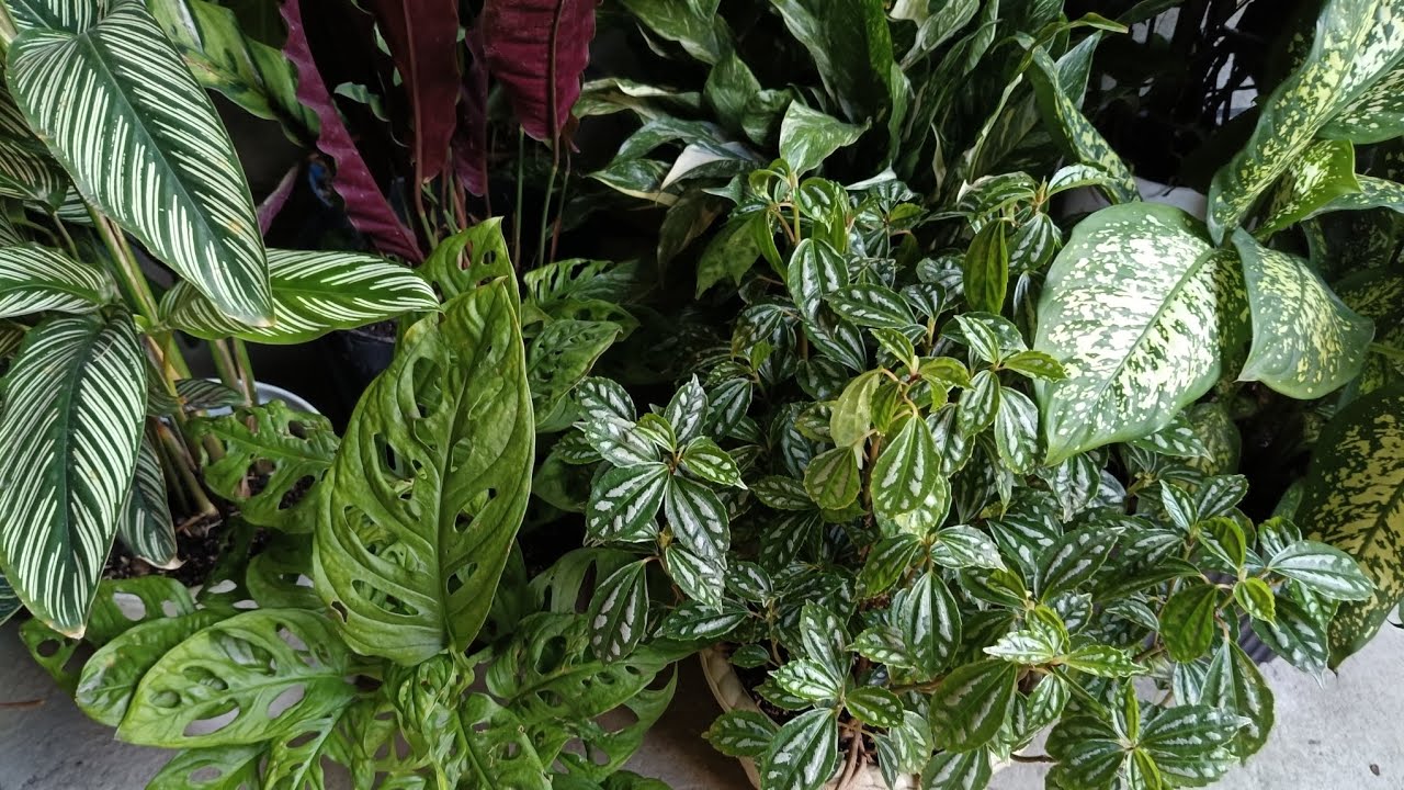 Plantas de interior purificadoras de aire. eloasisdesonia.