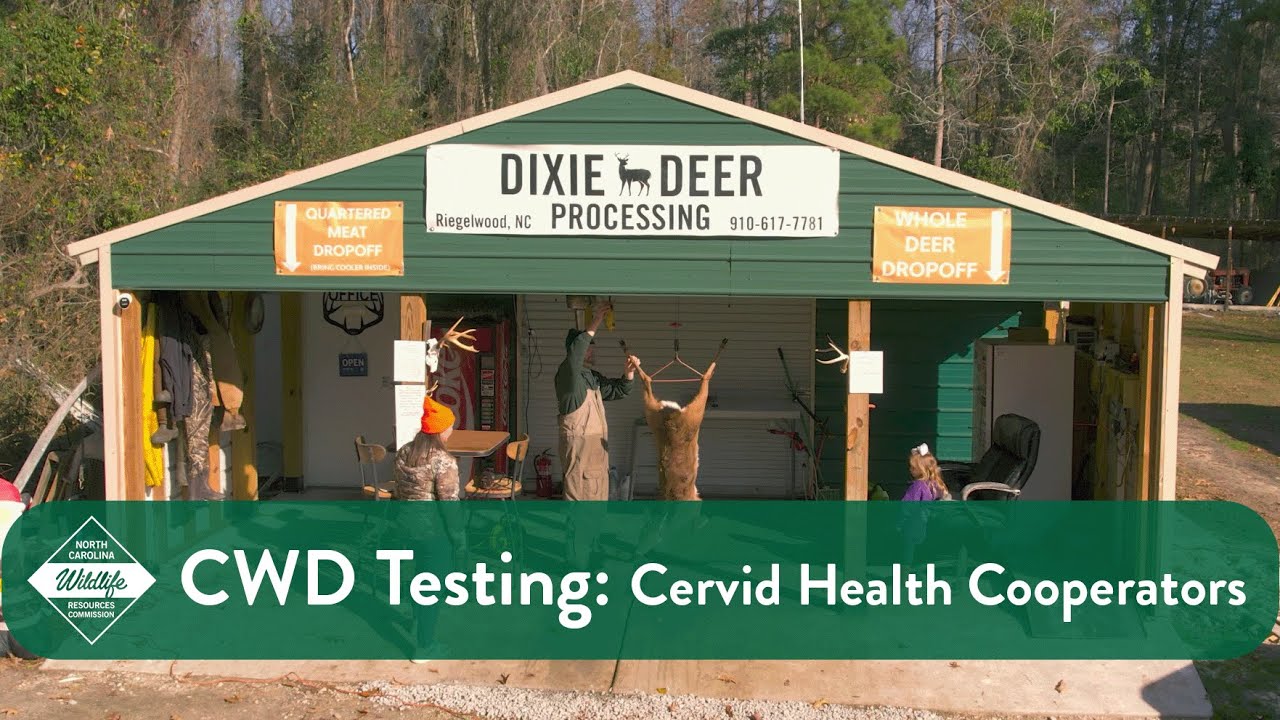 CWD Testing: Using Cervid Health Cooperators
