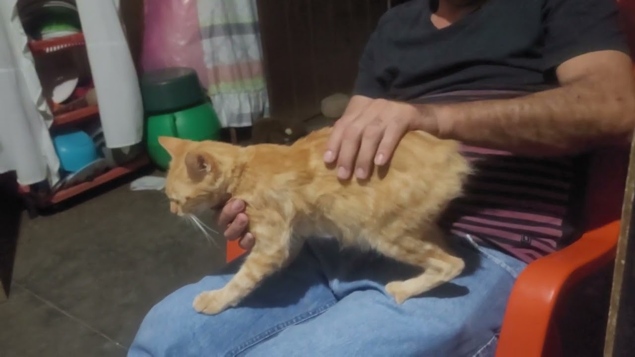 Encontré al GATONEJO en Turin, Ahuachapan