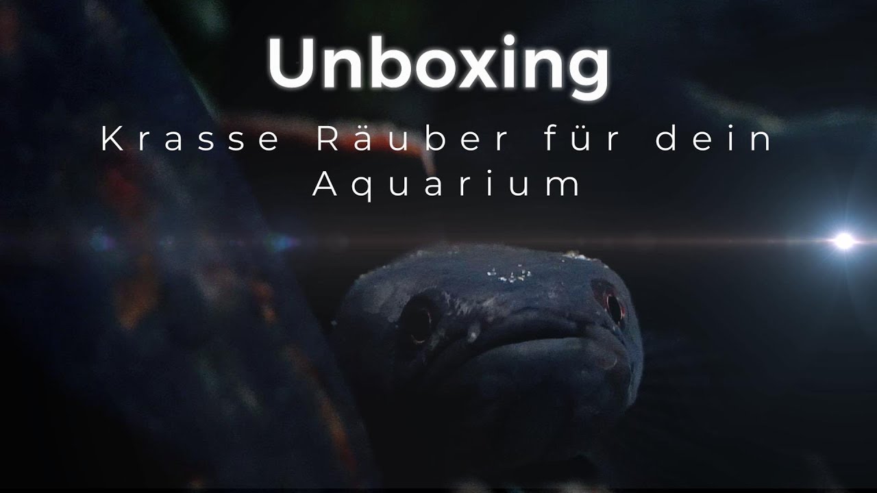 Unboxing der Raubfische!