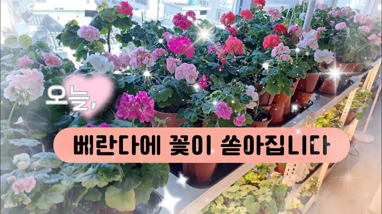 꽃으로 적어보는 베란다의 하루 / 제라늄의 귀환 / 죽어가는 제라늄 재탄생 / 모종 옮겨 심기