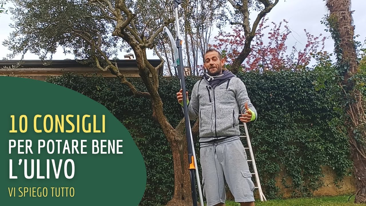 Come potare bene l'ulivo? Ecco 10 consigli