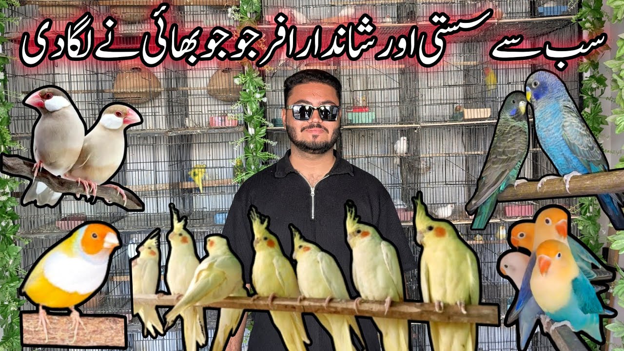 Visit JoJo Birds Setup| Black Face Budgie, Lady Gouldian, Cockatiel, Lovebirds, Fawn Java, Pied Dove