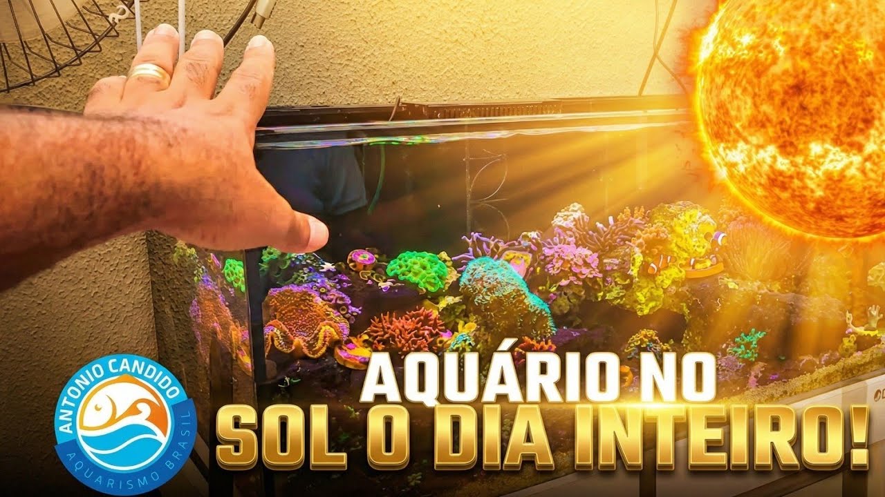 AQUÁRIO MARINHO NO SOL? Visita a  WILSON AQUARISMO em Fortaleza Ceará 