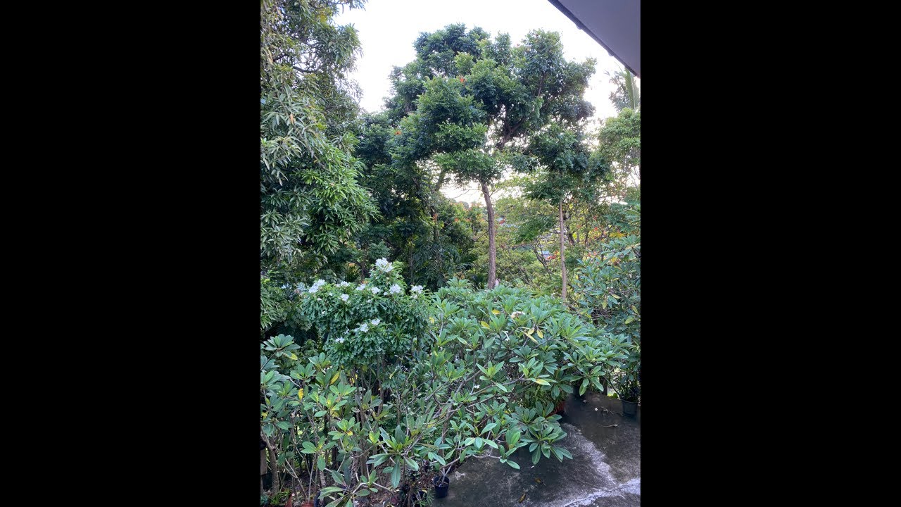 7MARCH2026 GOOD MORNING CENTRAL HONIARA SOLOMON ISLANDS 🇸🇧 #livestream