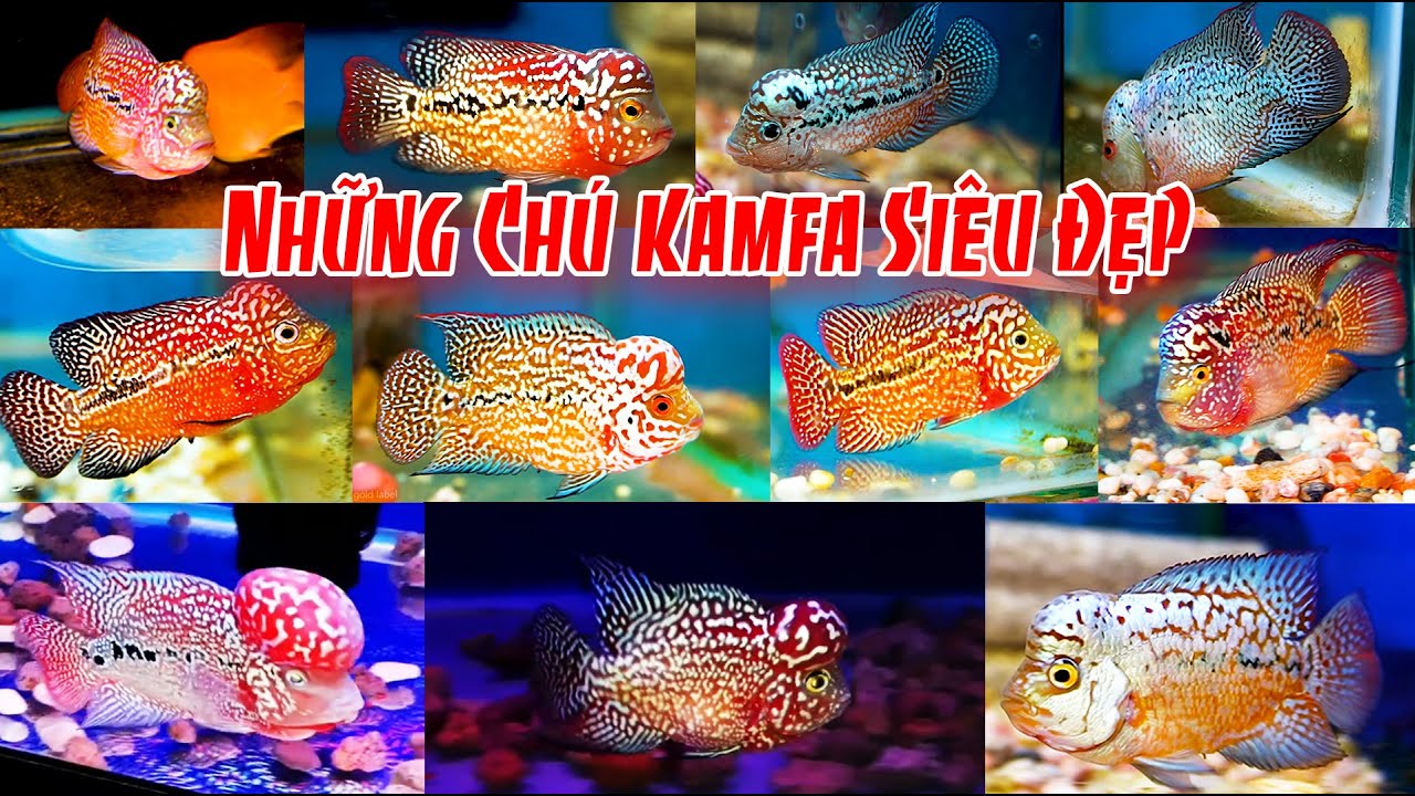 flowerhorn fish King Kamfa  nice :Cá La Hán KingKamfa : Toàn Hàng Siêu Đẹp Siêu Vip