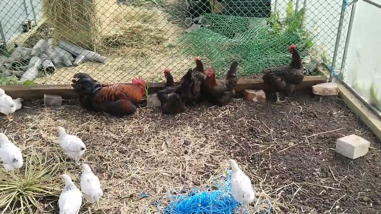обо всем по немногу