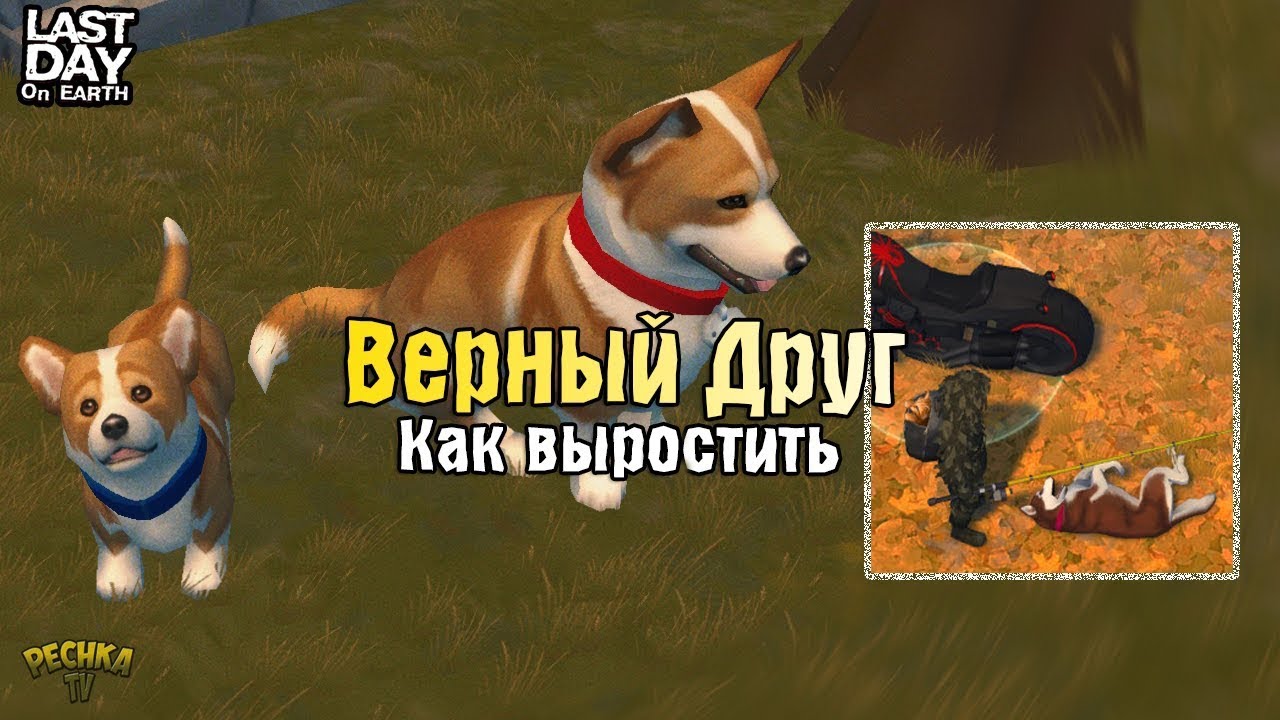 ВСЕ О ПИТОМЦАХ ЛАСТ ДЕЙ! КАК ВЫРАСТИТЬ ВЕРНОГО ДРУГА! - Last Day on Earth: Survival
