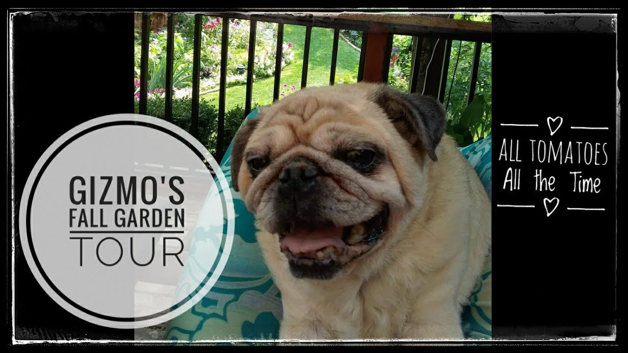 Gizmo's Fall Garden Tour
