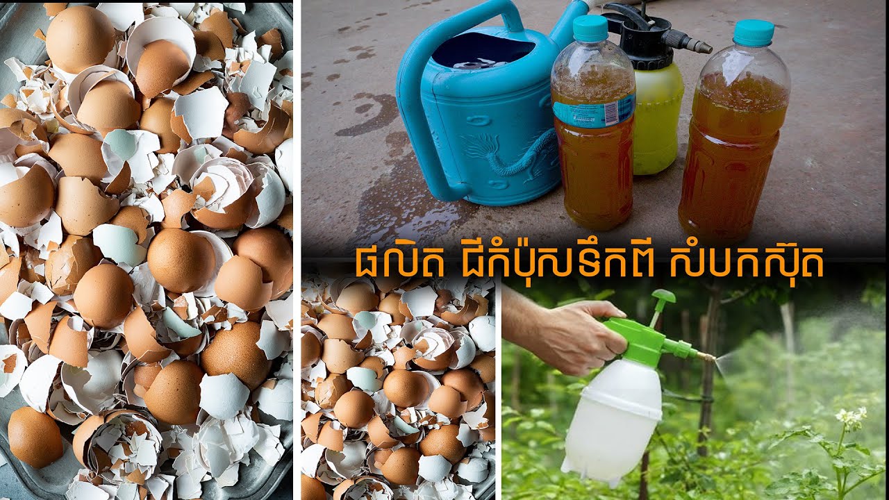 បច្ចេកទេស ផលិតជីកំប៉ុសទឹក មានគុណភាពខ្ពស់ ពីសំបកស៊ុត