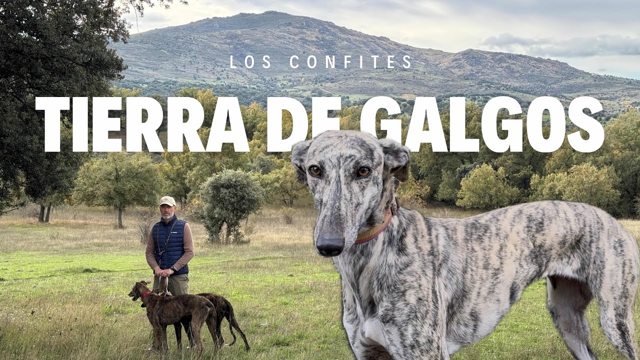 TIERRA DE GALGOS | Caza y Aventuras