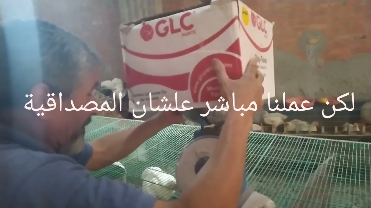 فديو رقم 5تابع6طرق بنسب مختلفة لتغذية دجاج التسمين بالازولا.. في تجربة واحده..