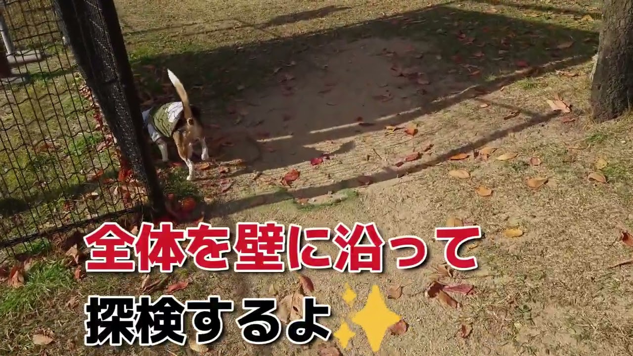 ピーグル散歩あるある？