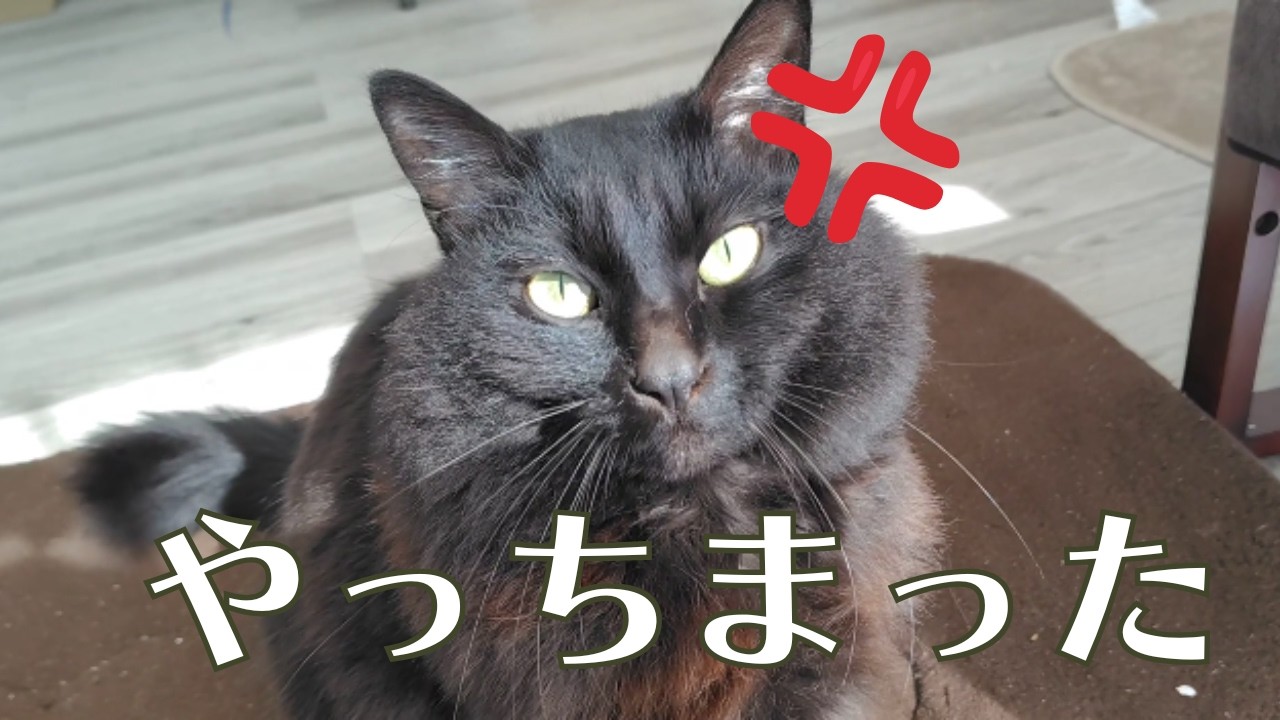 やっちまった！トモくんのお気に入りの〇〇が大変なことに…！？【日常Vlog with BlackCat】