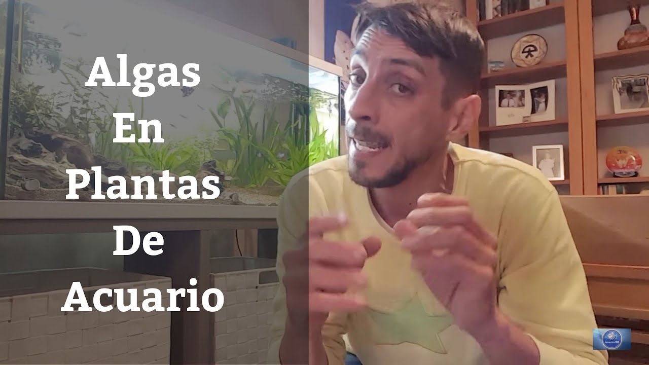 🔵 Algas En Plantas De Acuario y Hojas Negras O Sucias (Acuarios MB)