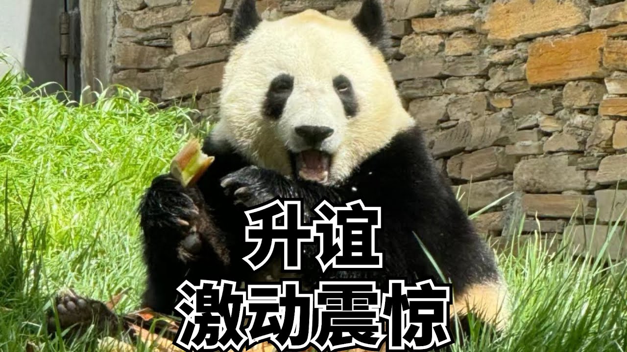 升谊听到奶爸呼唤，奶爸哭了