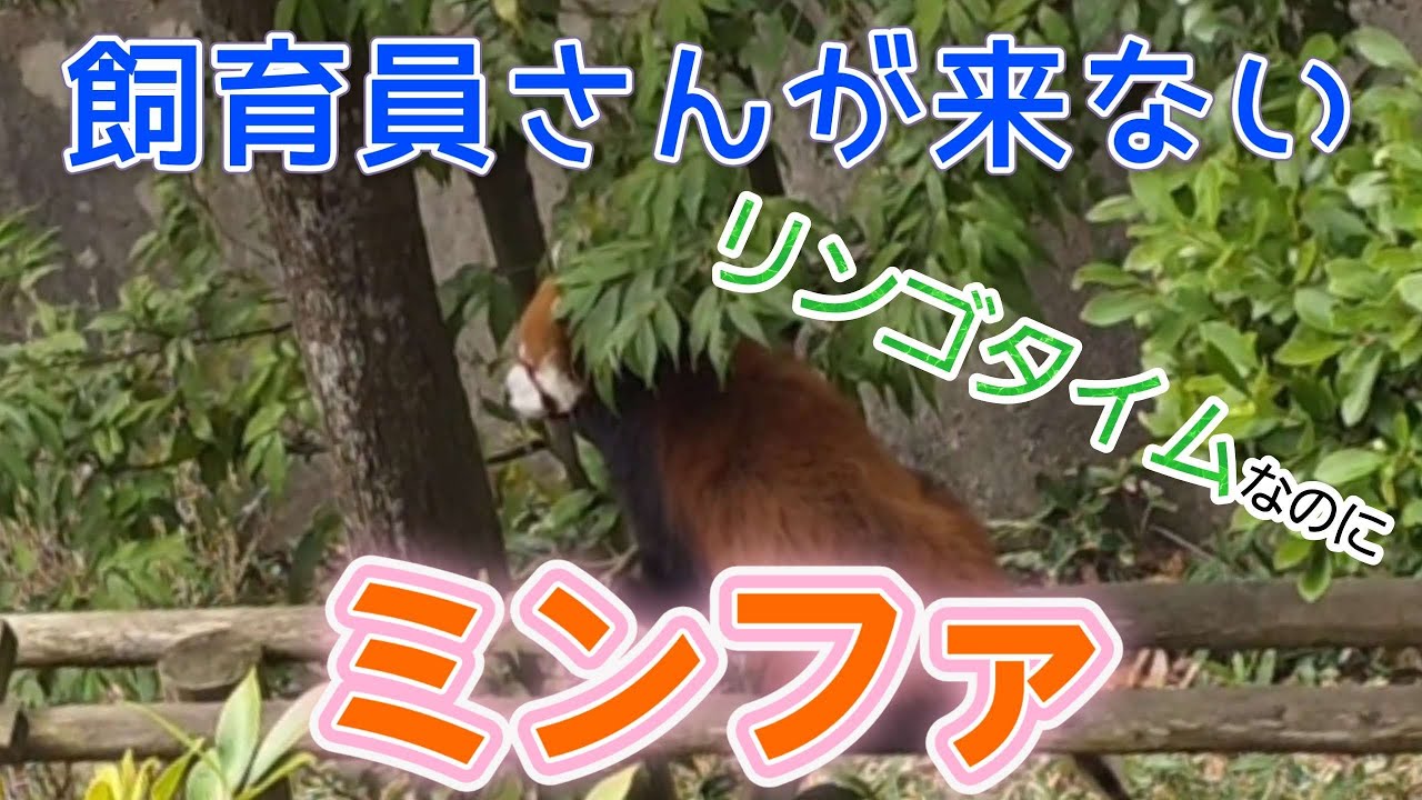 【現れない飼育員さんを待つ、レッサーパンダのミンファ、他・・・】～Nishiyama Zoo red pandas～