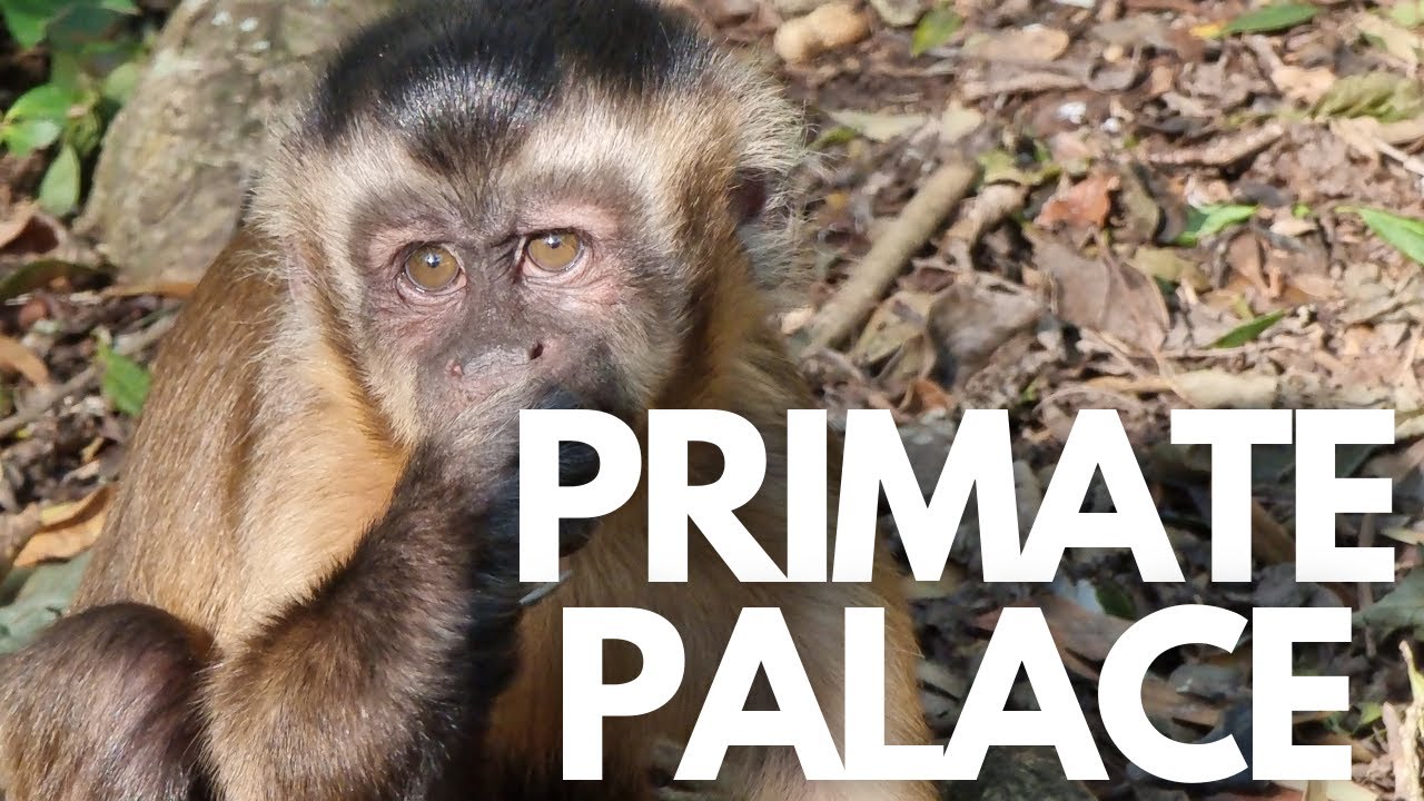 The world's first multi species free roaming primate sanctuary: Monkeyland in Plettenberg Bay