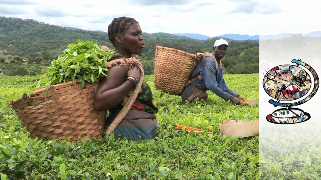 The Tobacco Industry's Exploitation Of African Children