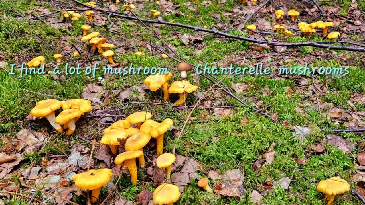 I find a lot of mushroom 🍄‍🟫 Chanterelle mushrooms forest.