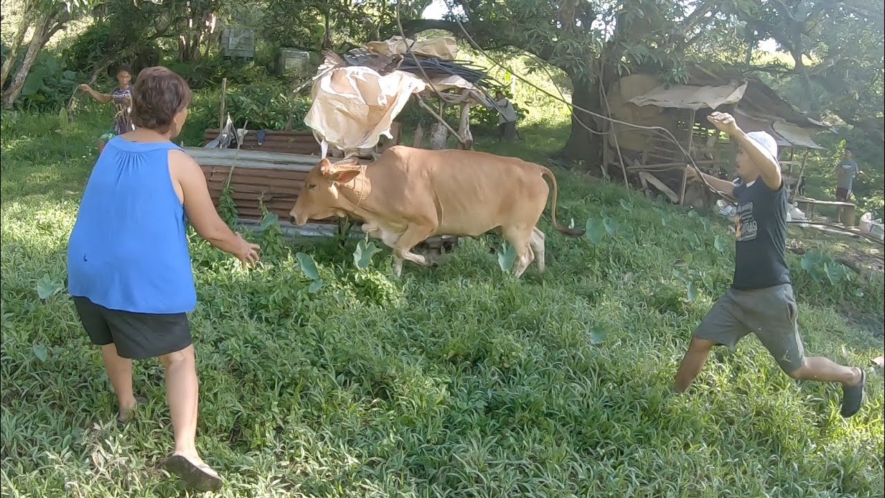 Filipino teaches American how to catch a runaway cow in the Province