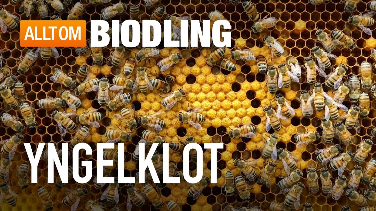Yngelklot i bisamh&auml;lle | Honungsbin