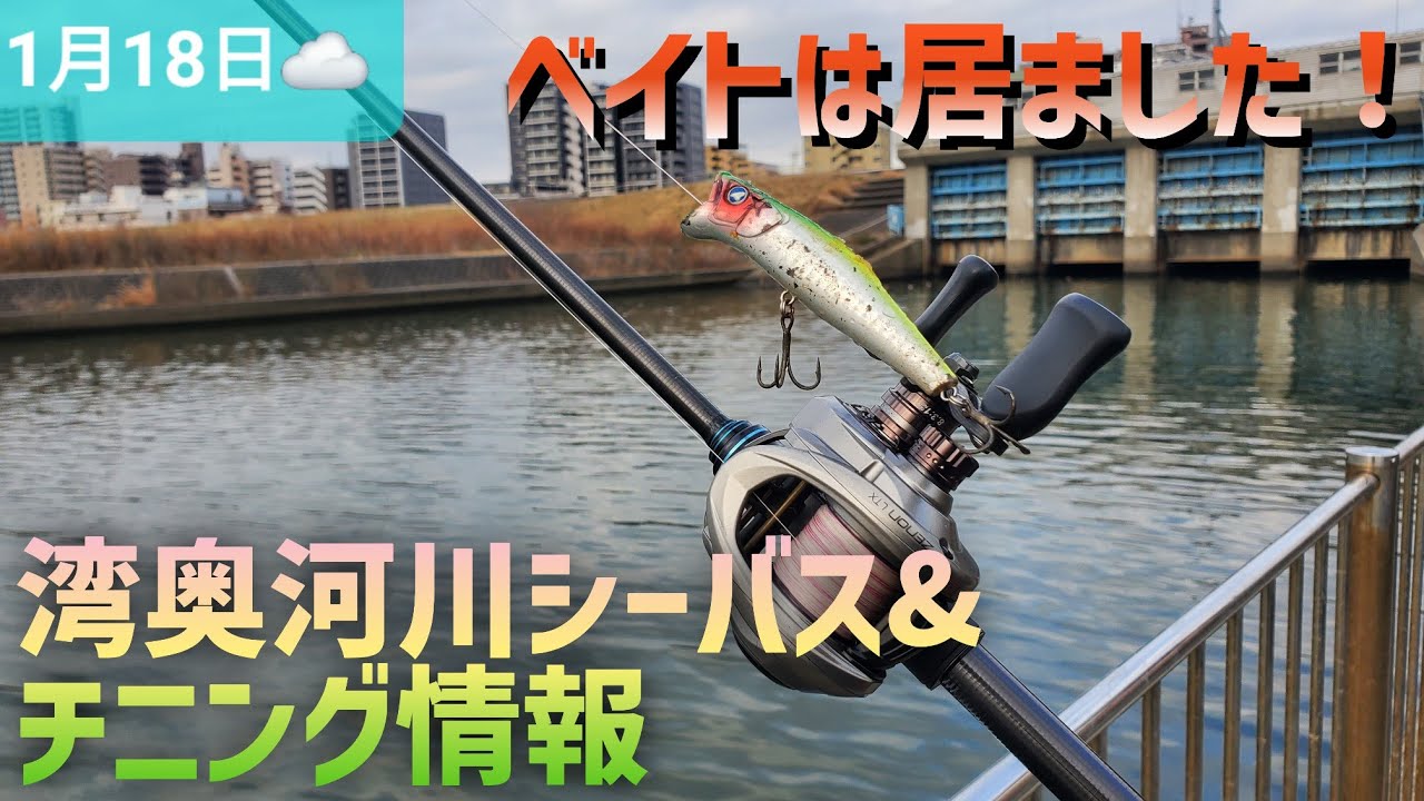 2026年1月19日ボイル？あり？ 朝の荒川シーバス&チニング調査 昨夜のバチ抜け調査も少し