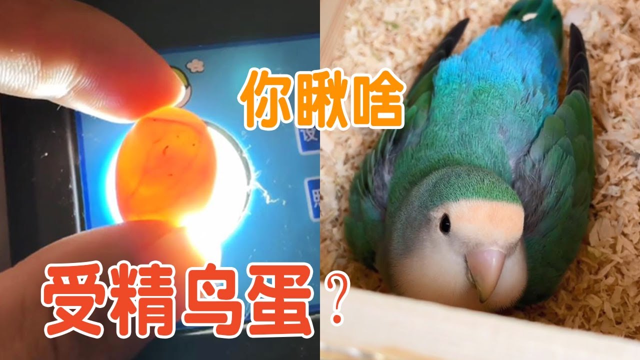 鹦鹉下蛋记丨鹦鹉4个多月大跟14个月大配对下蛋，第一次照蛋查看鸟蛋情况【叁伍萌宠】