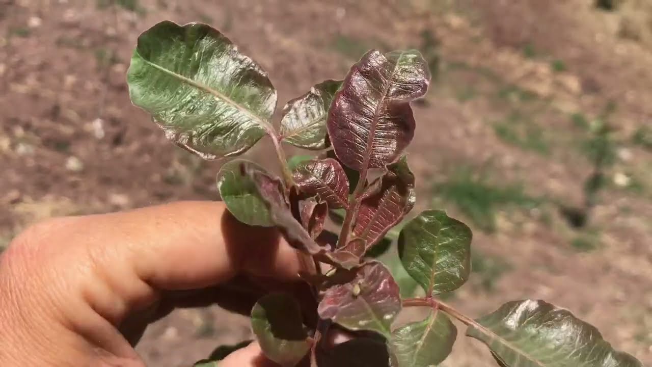Antep fıstığı aşılarımız 1.  Yaşında 2 metre olur mu?…ve tepe vurumu yapıldıktan sonraki formları.